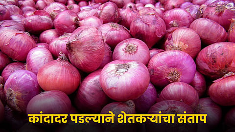 Onion