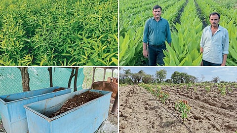 Organic Farming