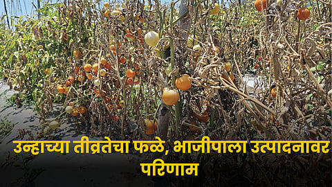 Crop Condition on Summer