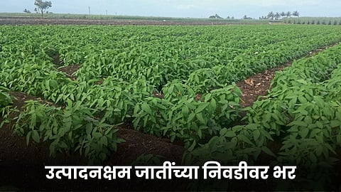 Soybean Farming
