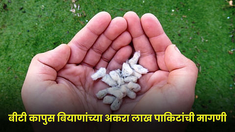 Cotton Seed