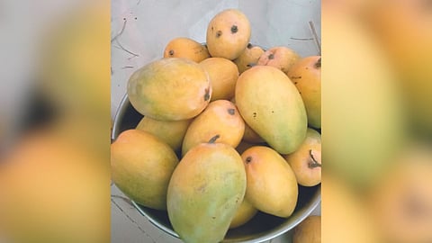 Kesar Mango