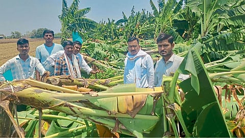 Crop Damage