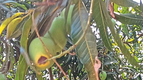 Mango