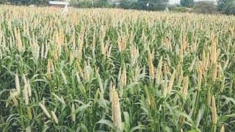 Bajari Harvesting
