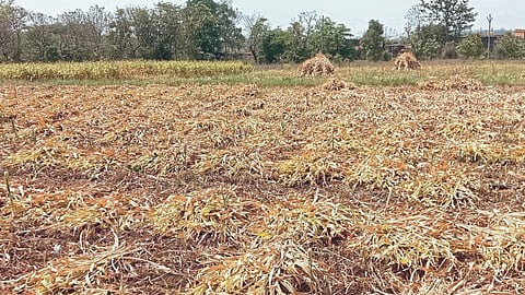 Fodder Shortage