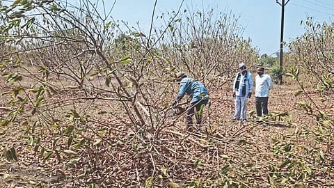 Peru Farming