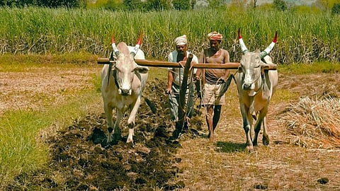 Indian Farmer