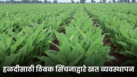 Turmeric Farming