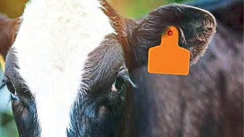 Ear Tagging