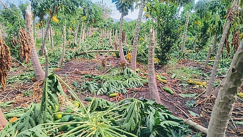 Crop Damage