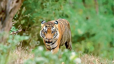Pench Tiger Safari