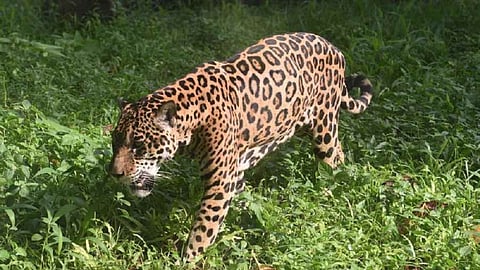 Leopard Attack