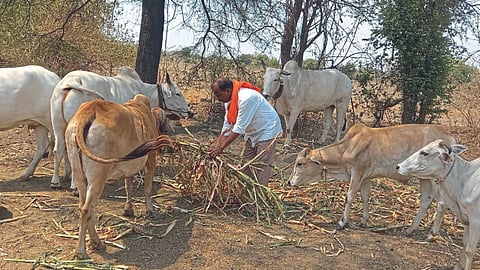 Fodder Shortage
