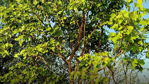 Palas Tree