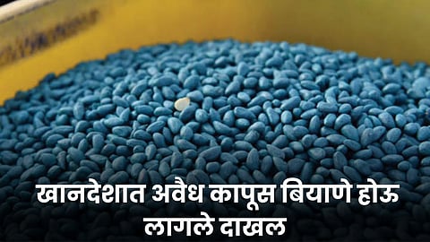 Cotton Seed