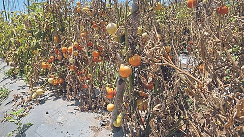 Tomato Production