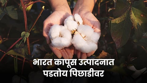 Cotton