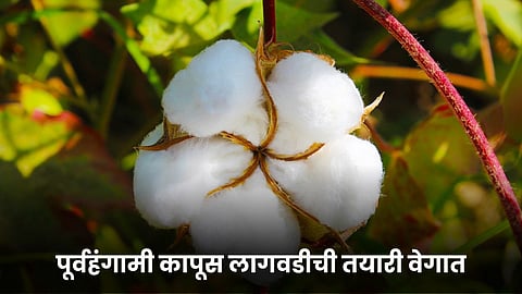 Cotton