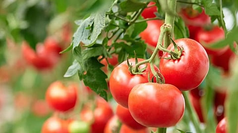 Tomato Cultivation