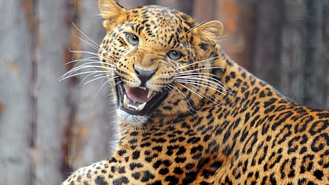 Leopard Terror