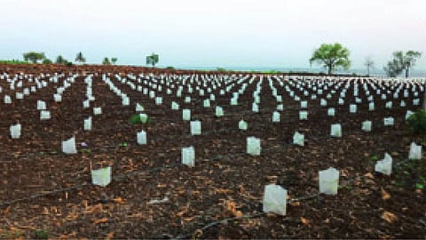 Banana Crop