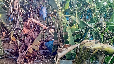 Crop Damage