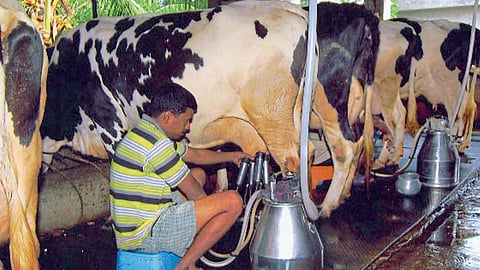 Indian Milk Production :