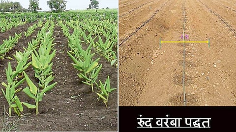 Turmeric Farming