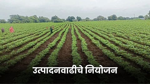 Soybean Farming