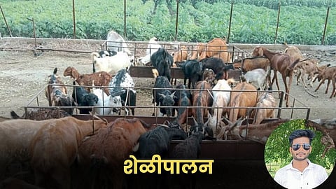 Goat Farming
