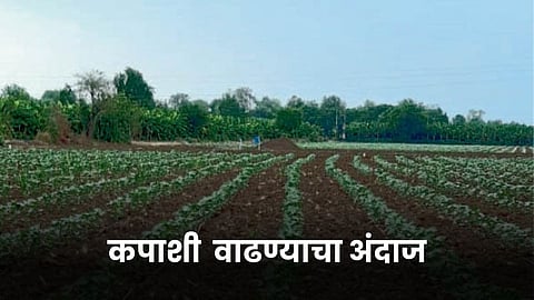 Cotton Farming