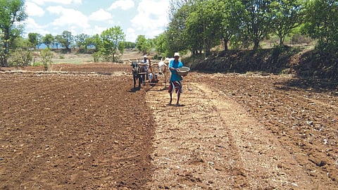 Paddy Sowing