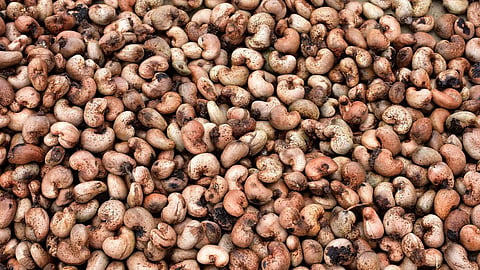 Cashews Seed Rate