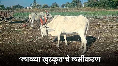 Animal Vaccination