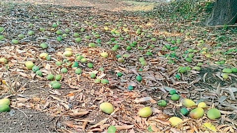 Crop Damage
