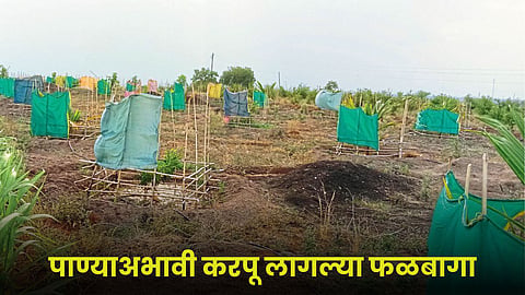 Crop Damage