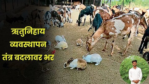 Goat Rearing