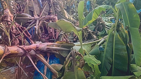 Banana