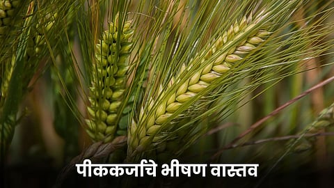 Crop Loan