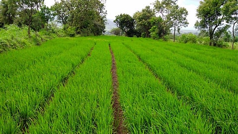Agriculture Crop