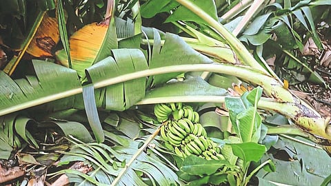 Crop Damage