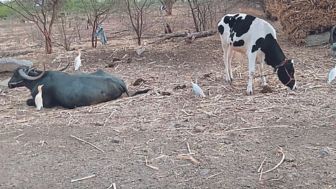 Fodder shortage