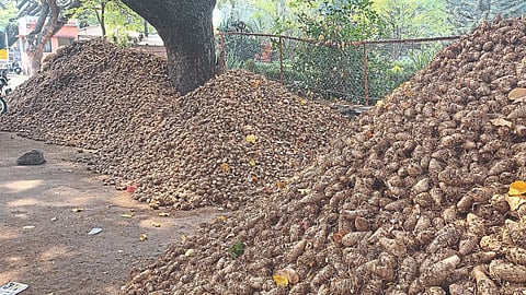 Turmeric Seed