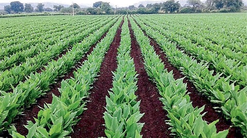 Turmeric Farming