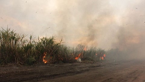 Sugarcane Burn Short Circuit
