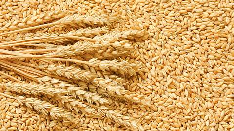 Wheat