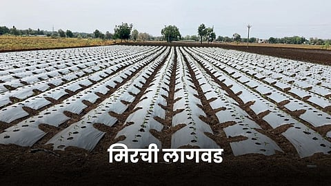 Chilli Farming