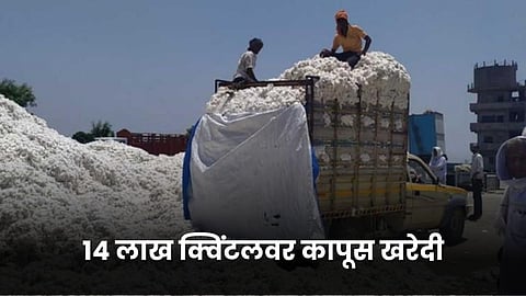 Cotton Market