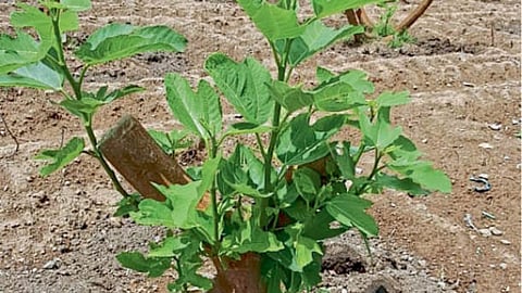 Fig Farming